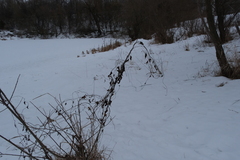 Convolvulus arvensis