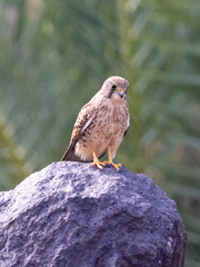 Falco tinnunculus canariensis