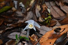 Monotropastrum humile glaberrimum