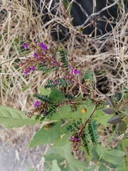 Dalea bicolor