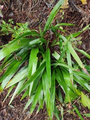Dianella ensifolia