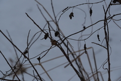 Convolvulus arvensis