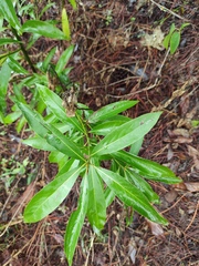 Machilus