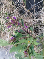 Dalea bicolor