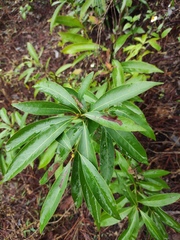 Machilus