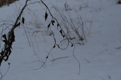 Convolvulus arvensis