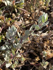 Atriplex leucophylla