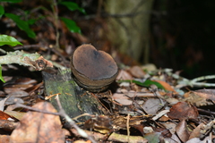 Trichaleurina tenuispora