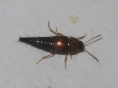 Tachyporus dispar