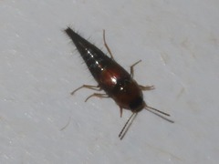 Tachyporus dispar