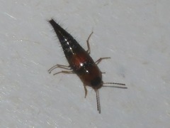 Tachyporus dispar