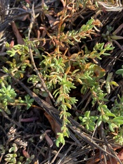 Frankenia salina