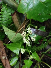 Mikania micrantha