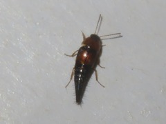 Tachyporus dispar