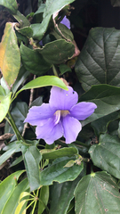 Thunbergia grandiflora