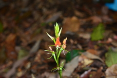Cryptostylis arachnites