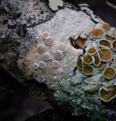 Lecanora subpallens