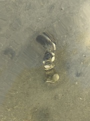 Diopatra dentata