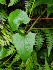 Mikania micrantha