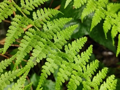 Microlepia nepalensis