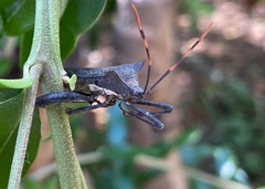 Elasmopoda valga