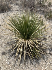 Dasylirion texanum