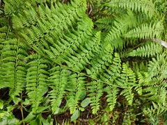 Microlepia nepalensis