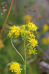 Solidago multiradiata scopulorum