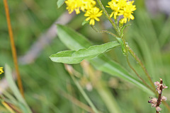 Solidago multiradiata scopulorum