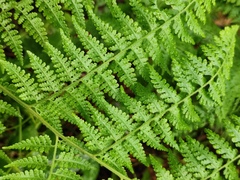 Microlepia nepalensis