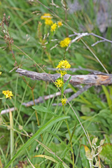 Solidago multiradiata scopulorum