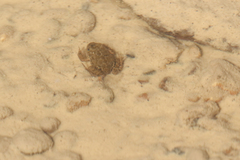 Pleurodema bufoninum