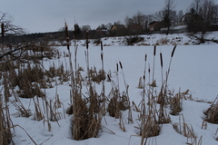 Typha latifolia