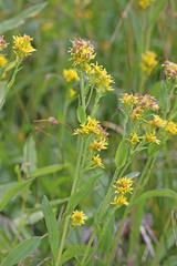 Solidago multiradiata scopulorum