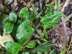 Persicaria chinensis