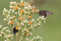Papilionidae