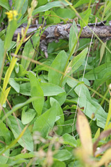 Solidago multiradiata scopulorum