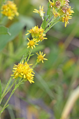 Solidago multiradiata scopulorum