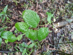 Persicaria chinensis