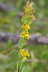 Solidago multiradiata scopulorum