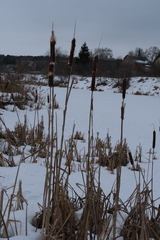 Typha latifolia
