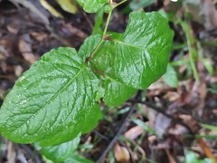 Persicaria chinensis