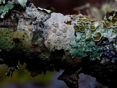 Lecanora subpallens