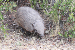 Chaetophractus villosus