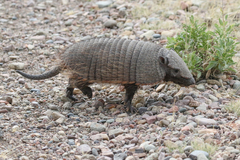 Chaetophractus villosus