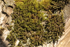 Nyholmiella obtusifolia