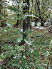 Cinnamomum burmanni