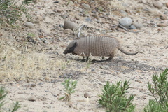 Chaetophractus villosus