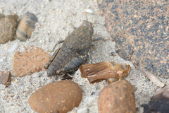Bufonacris