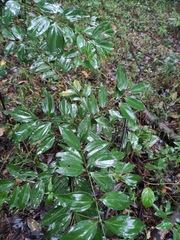 Cinnamomum burmanni